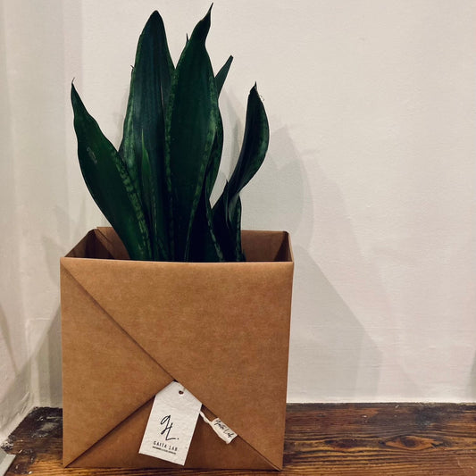 Potted plant in a cognac washable paper basket pot on a wooden floor with a white lighting background - Gaita Lab