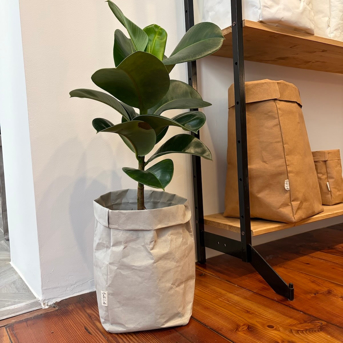 Potted plant in a grey stone washable paper basket pot on a wooden floor with a shelf in the background - Gaita Lab